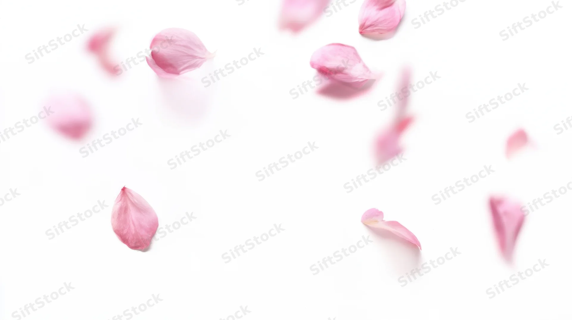 Scattered pink rose petals on white background