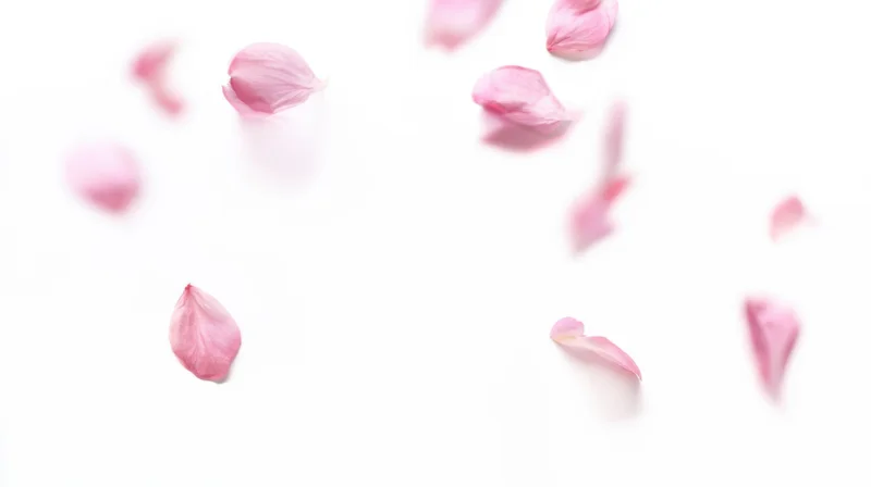 Scattered pink rose petals on white background