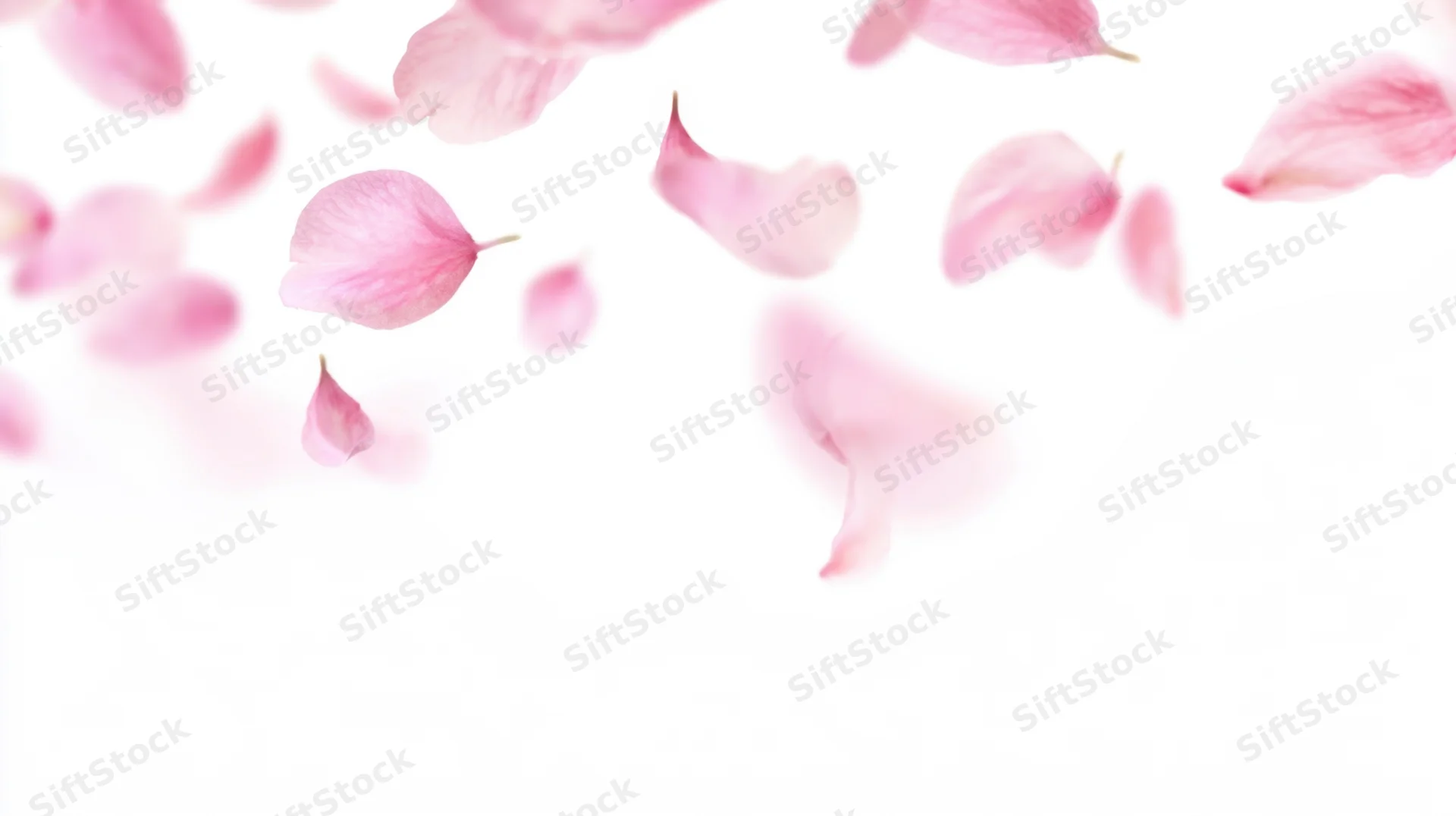Pink flower petals floating against a white background with copyspace