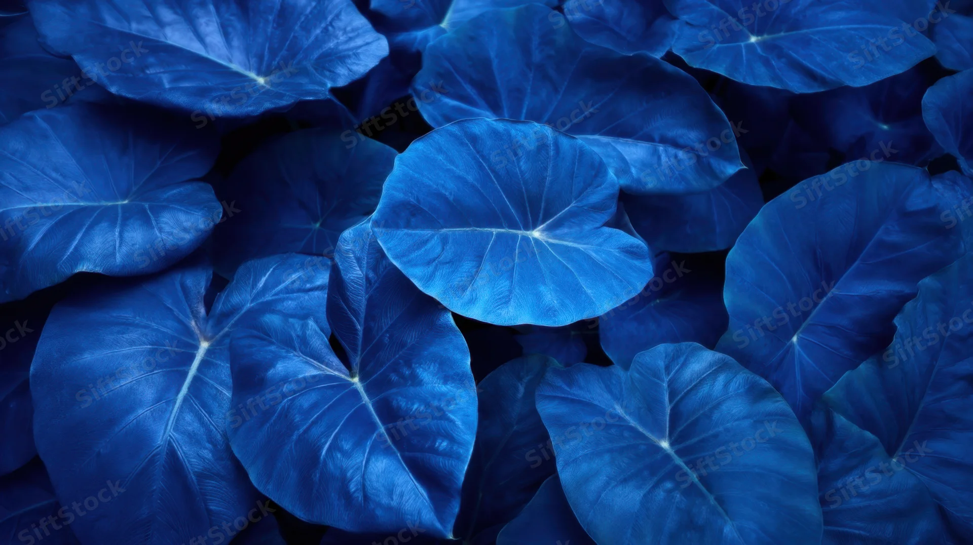 Overhead view of dense blue tropical leaves forming a lush patterned surface