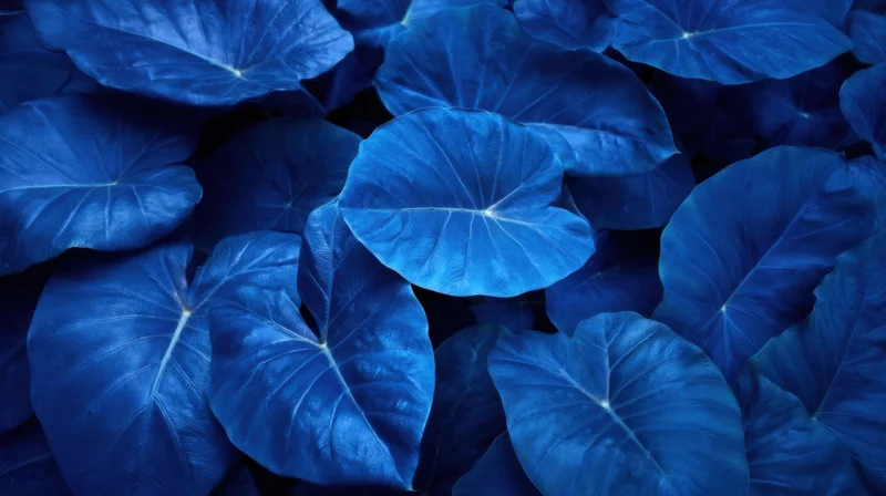 Overhead view of dense blue tropical leaves forming a lush patterned surface