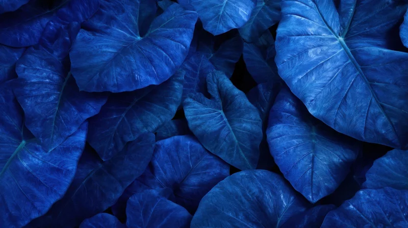 Close-up of blue tropical leaves densely layered in a lush arrangement