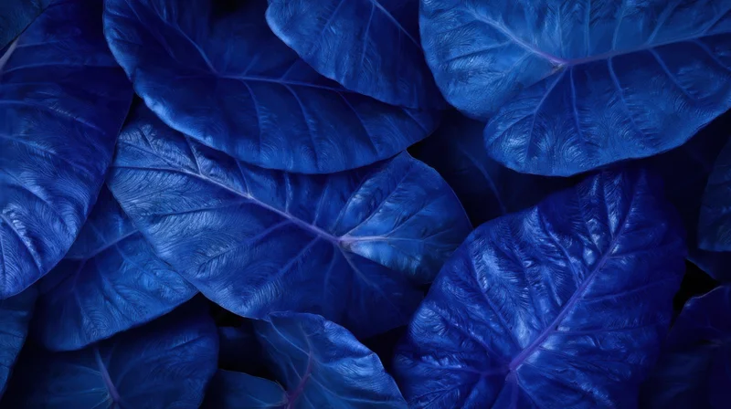 Closeup of overlapping blue tropical leaves with visible veins and glossy texture