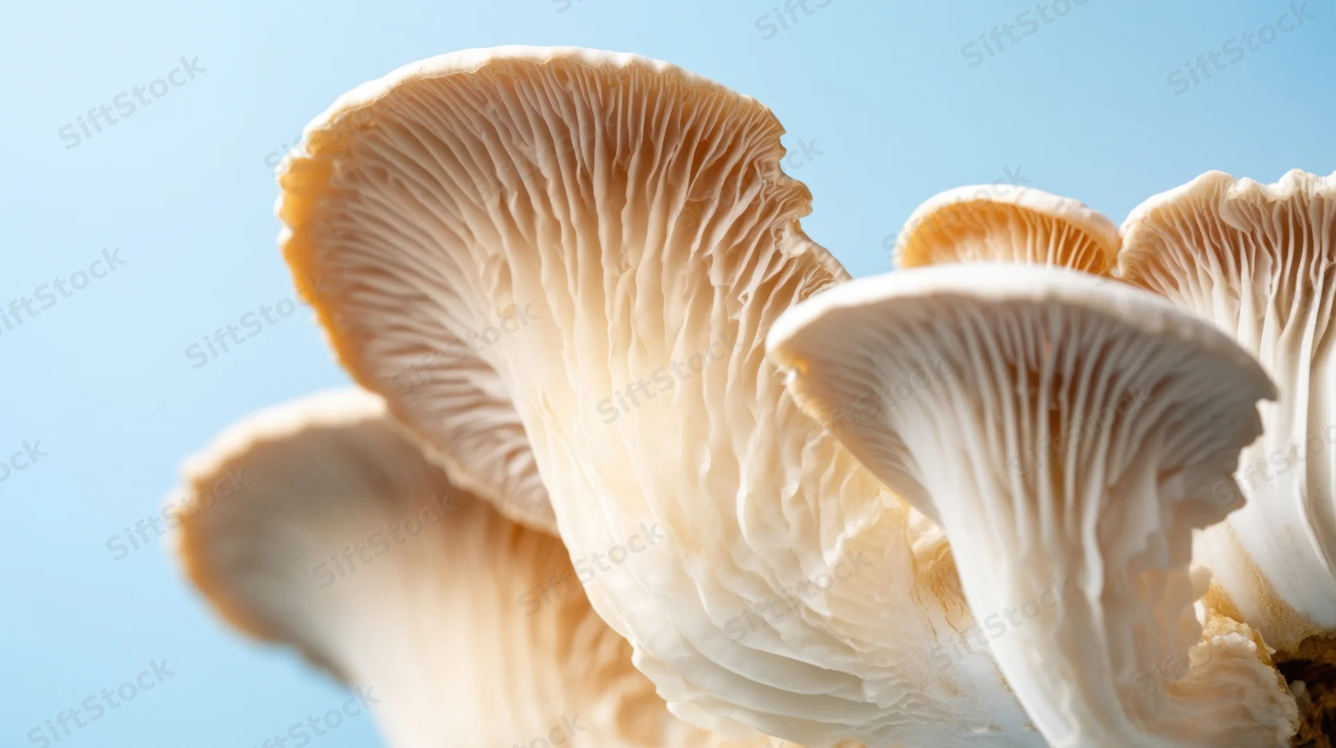 Closeup of oyster mushrooms showing gills and caps against a light blue background
