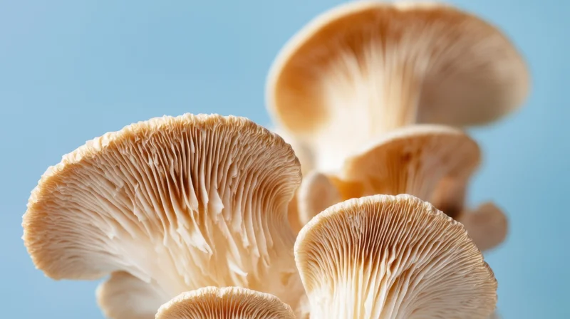 Closeup of oyster mushrooms showing gills and caps against a blue background