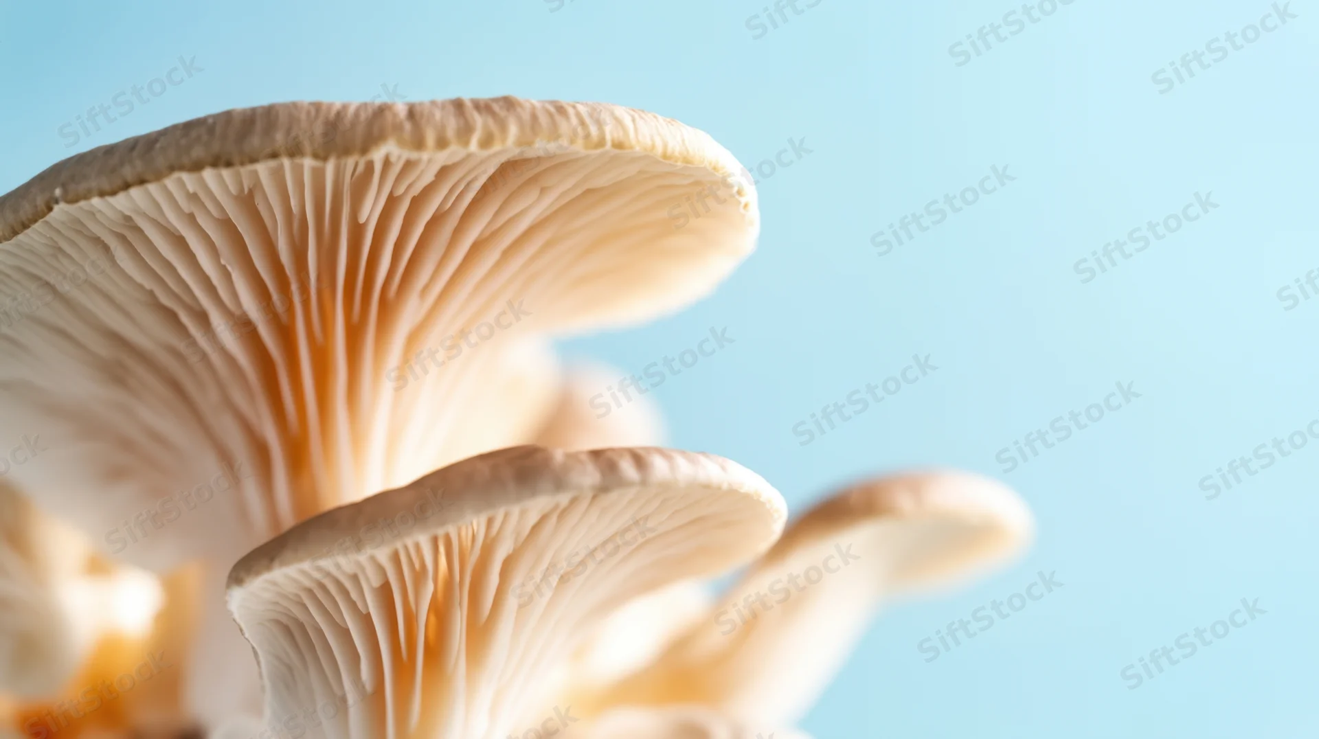 Closeup of oyster mushrooms with visible gills and caps against a blue background