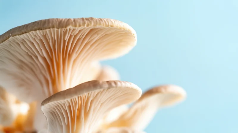 Closeup of oyster mushrooms with visible gills and caps against a blue background