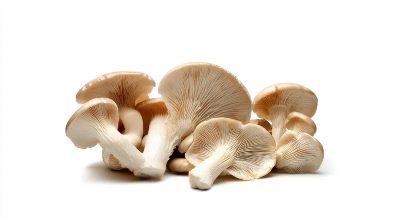 Cluster of fresh oyster mushrooms on white background