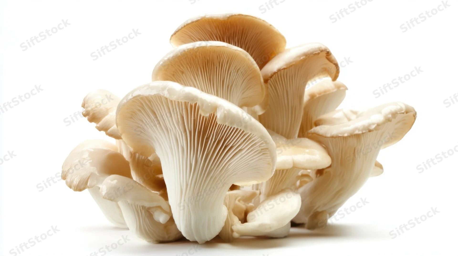Cluster of fresh oyster mushrooms on a white background