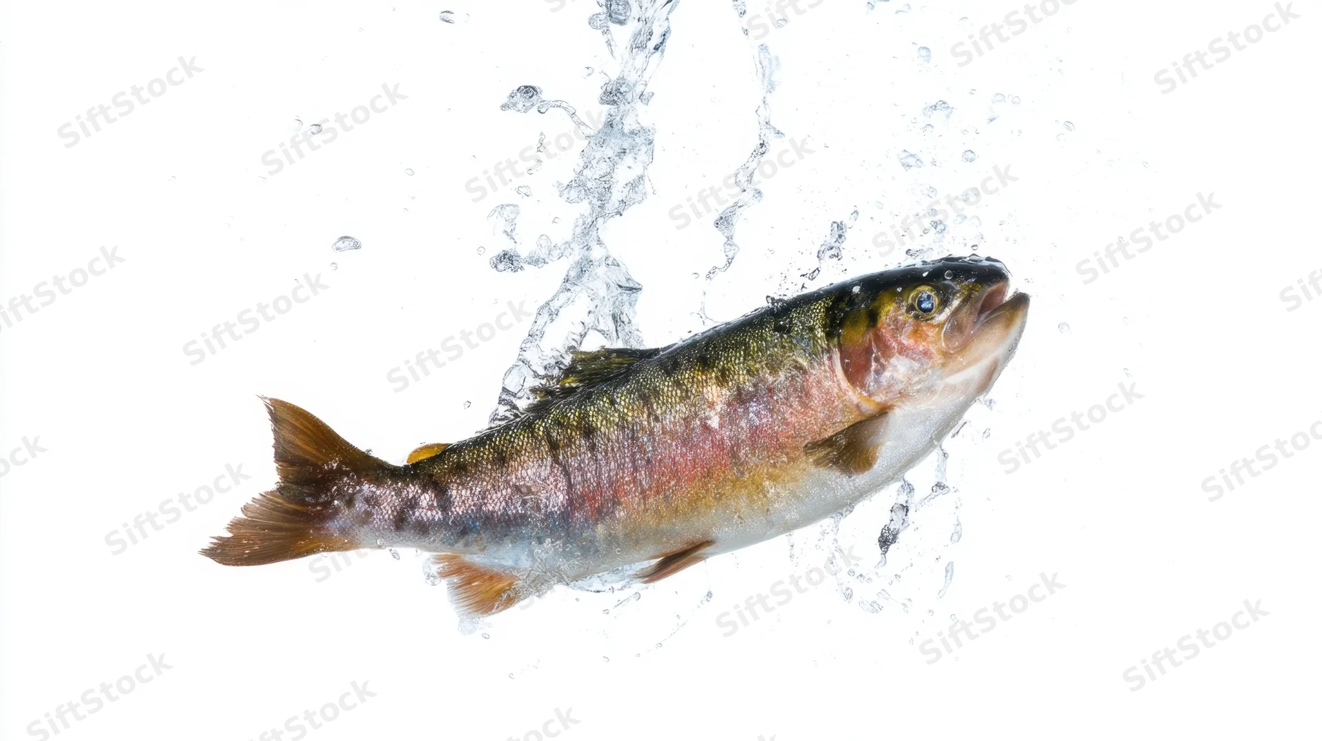 Trout jumping out of water with splash against white background
