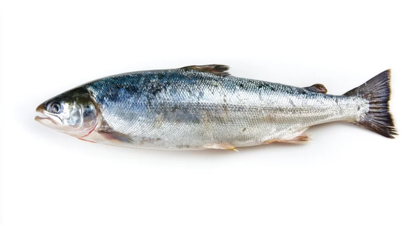 Whole fresh salmon lying on white surface
