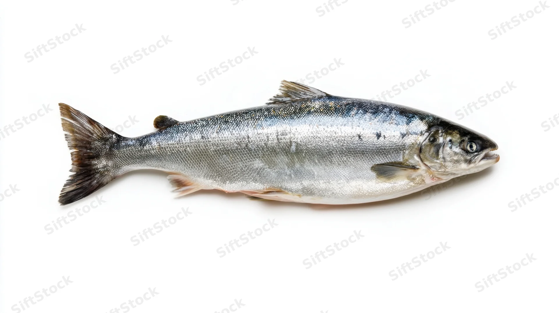 Whole fresh salmon lying on white surface