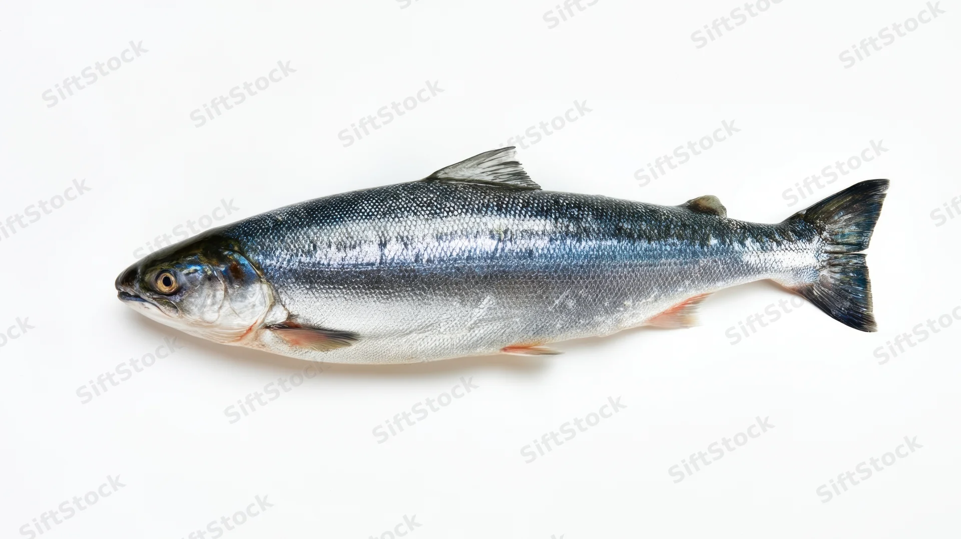 Whole fresh salmon lying on white background