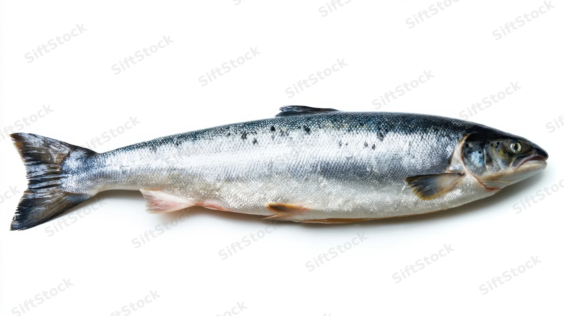 Whole fresh salmon lying on white background