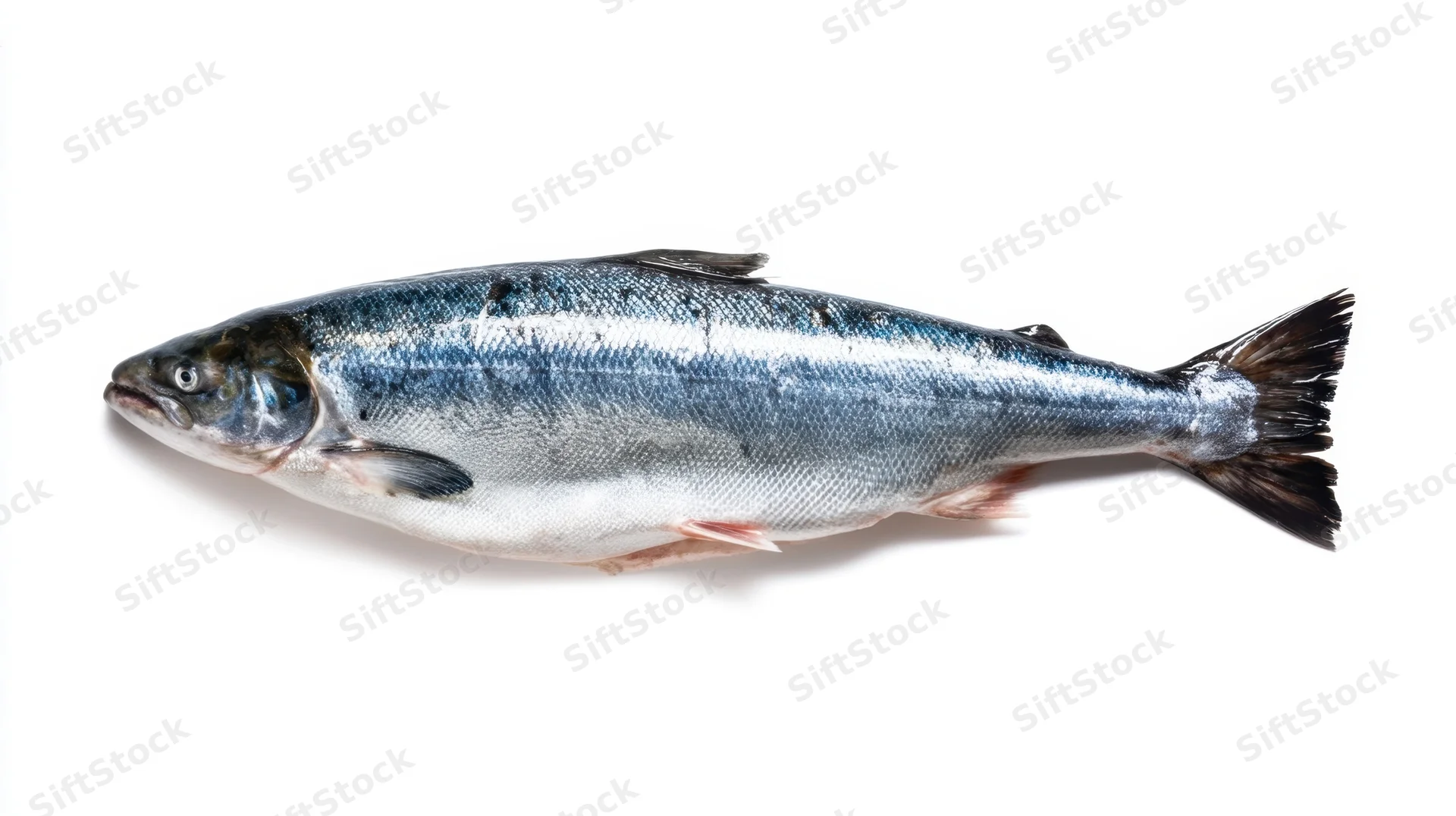Whole fresh salmon fish on white background