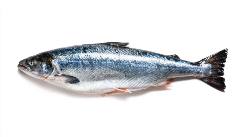Whole fresh salmon fish on white background