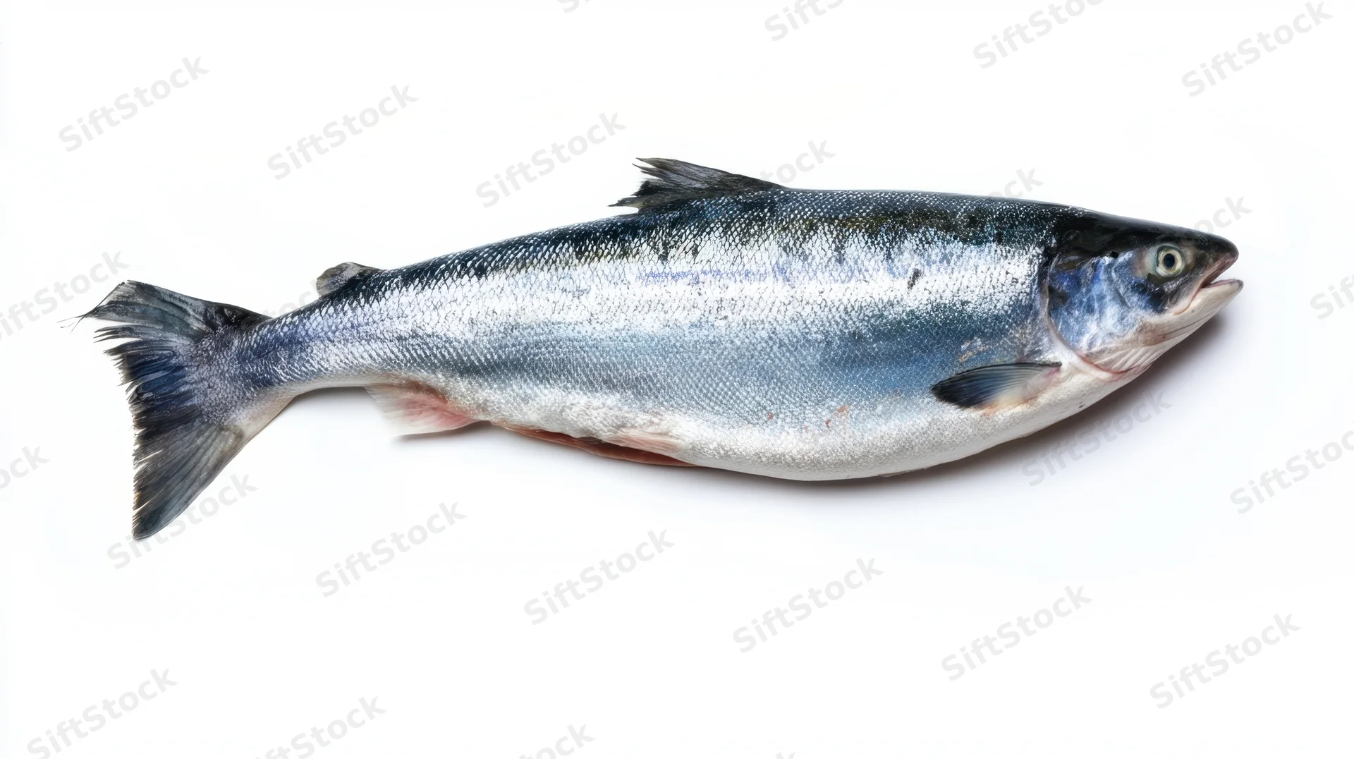 Whole fresh salmon fish lying on white background
