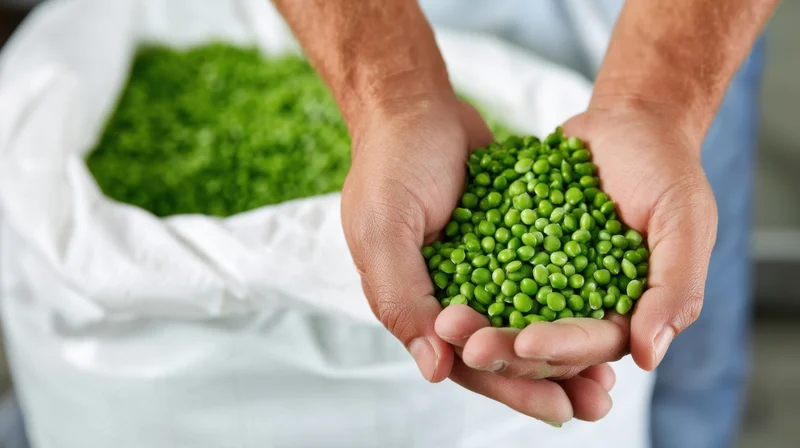 Hands holding fresh green peas above a white sack in a farm setting