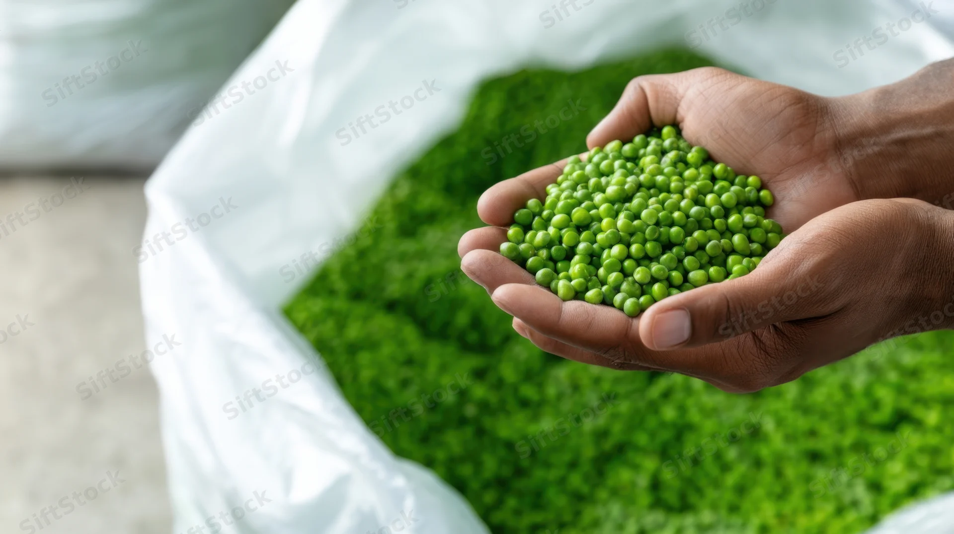 Hands holding fresh green peas above a white sack filled with more peas