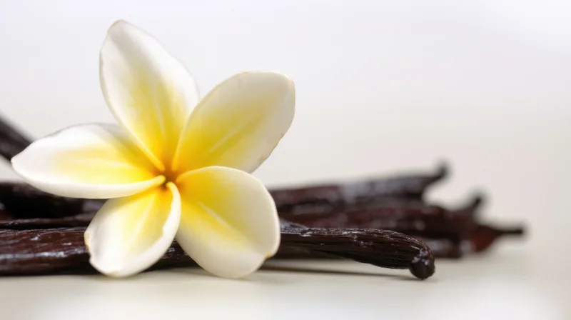 Plumeria flower resting on dried vanilla pods against a light background