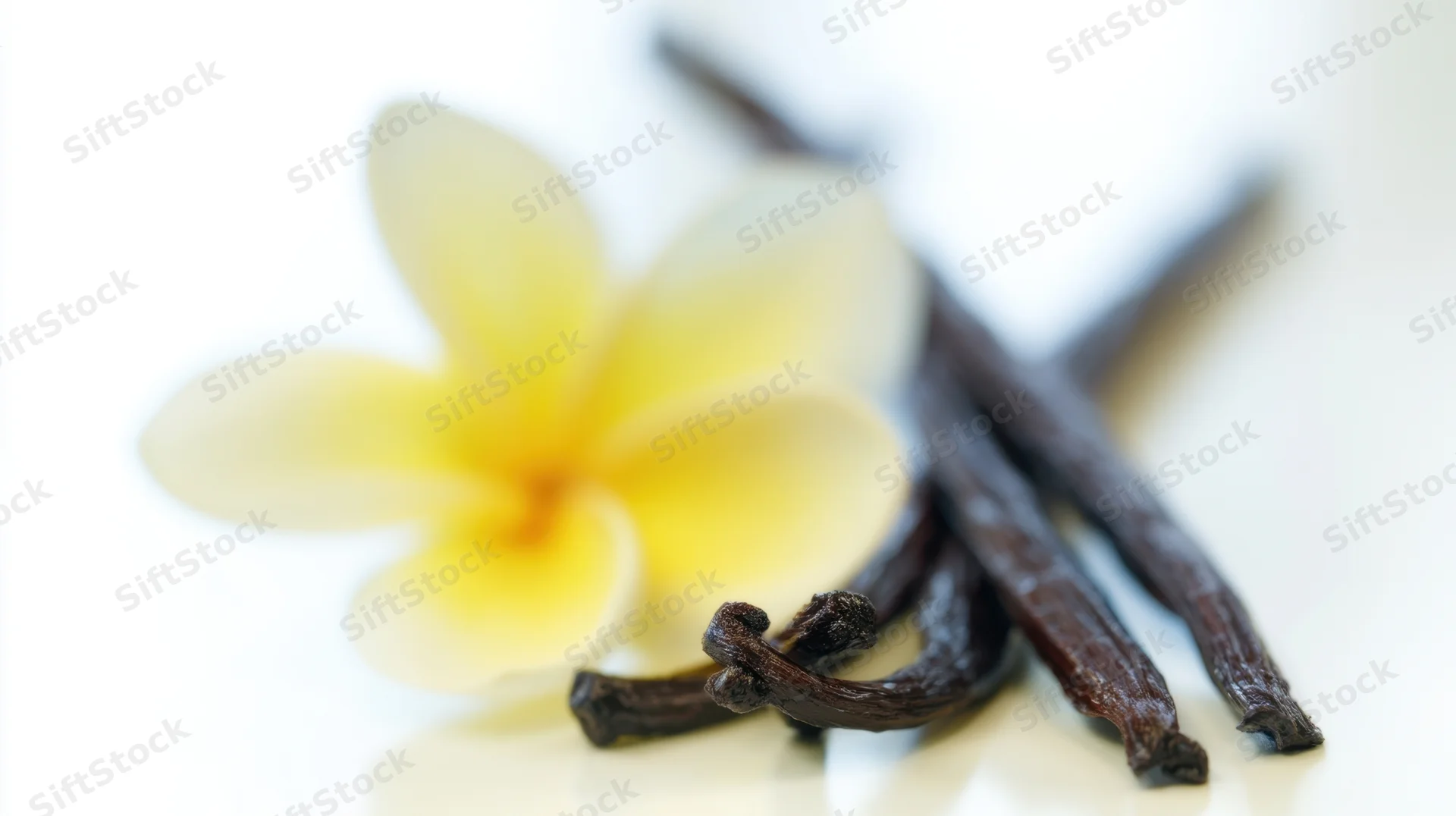 Plumeria flower and dried vanilla pods arranged on a white surface