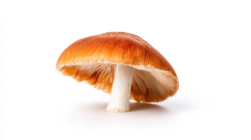 Single orange-capped mushroom with white stem and visible gills isolated on white background