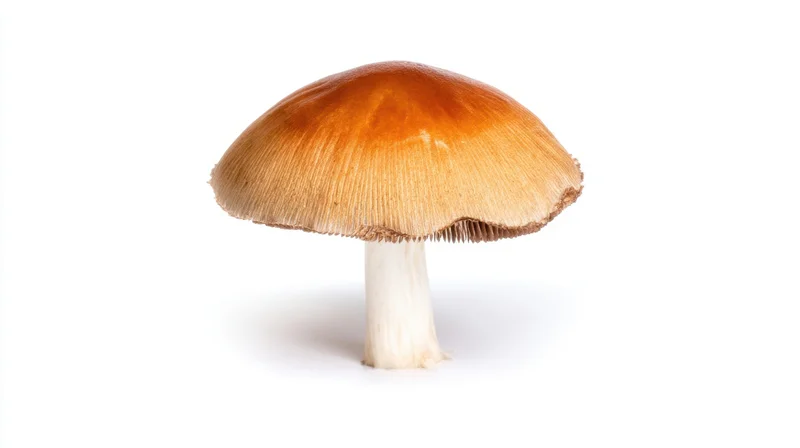Single mushroom with brown cap and white stem isolated on white background