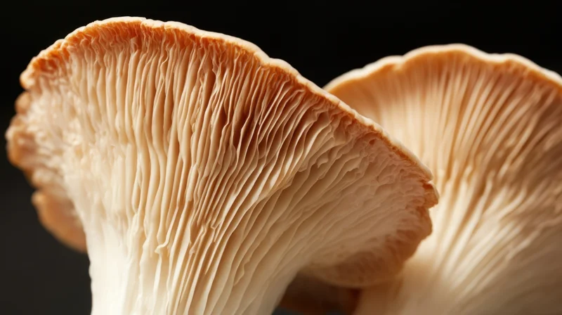 Closeup of two oyster mushrooms showing detailed gills and caps against black background