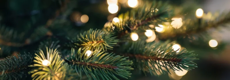 Christmas Tree Branch with Warm Twinkling Lights and Soft Bokeh Background