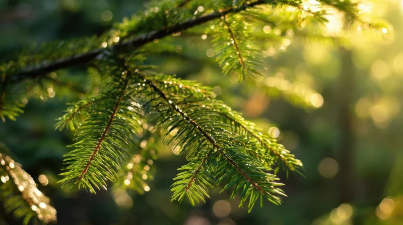Evergreen tree branches with dew drops illuminated by golden sunlight in a forest setting