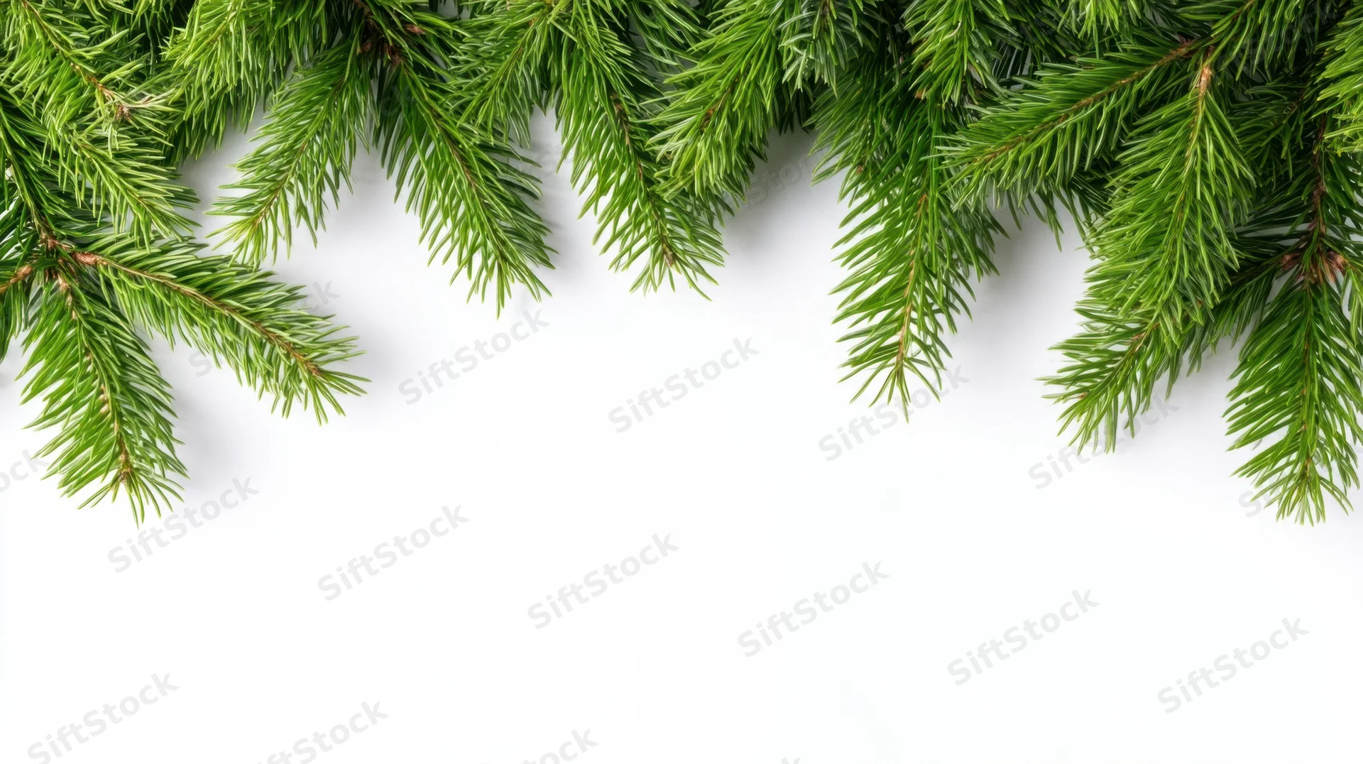 Pine branches arranged across the top of a white background with copyspace below