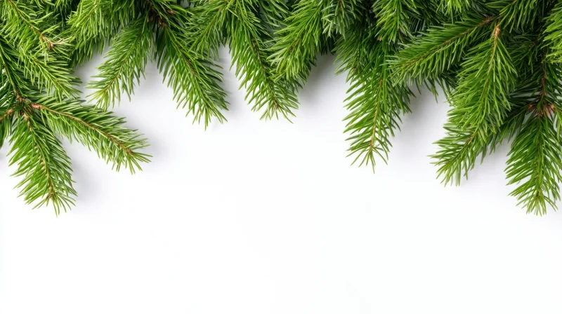 Pine branches arranged across the top of a white background with copyspace below
