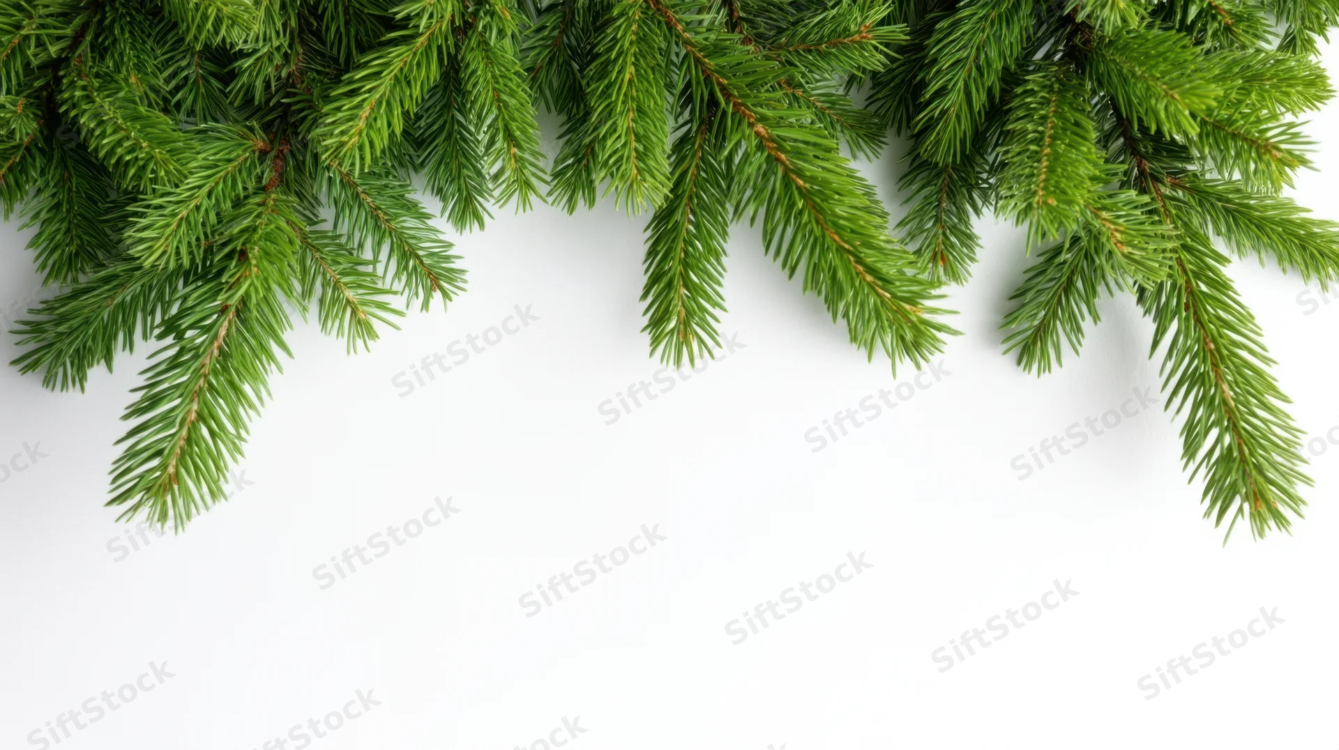 Pine branches arranged along the top edge of a white background