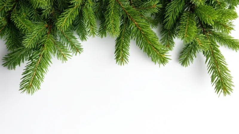 Pine branches arranged along the top edge of a white background