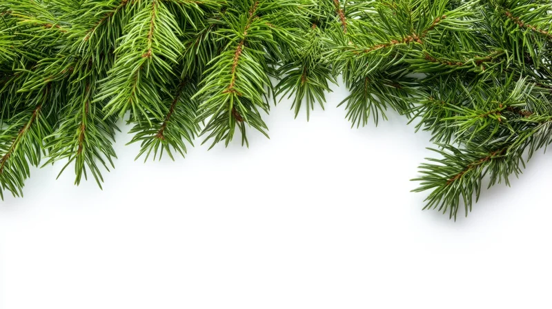 Pine branches arranged across the top of a white background with copyspace below