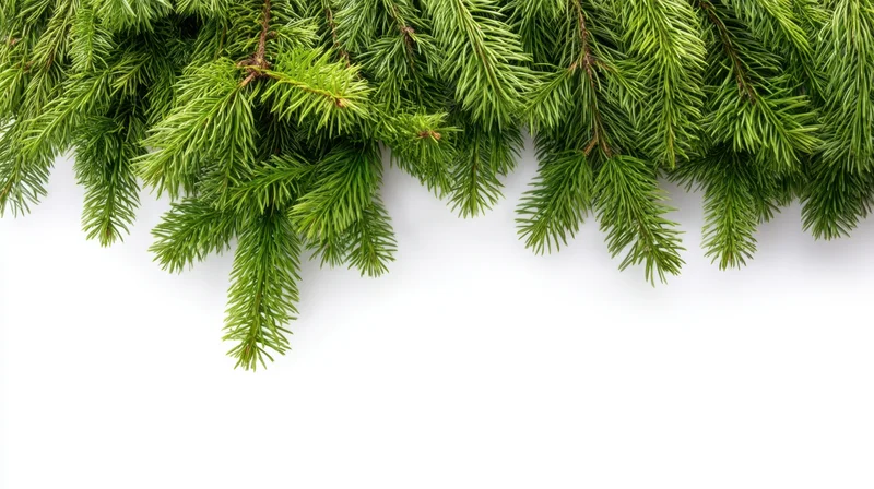 Pine branches with green needles arranged across the top of a white background
