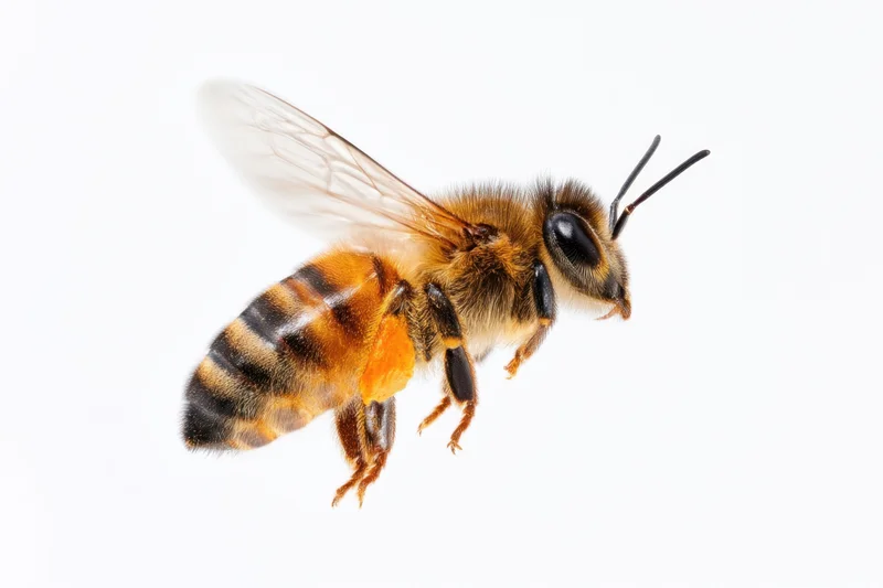 Honeybee in flight with pollen on its legs isolated on white background