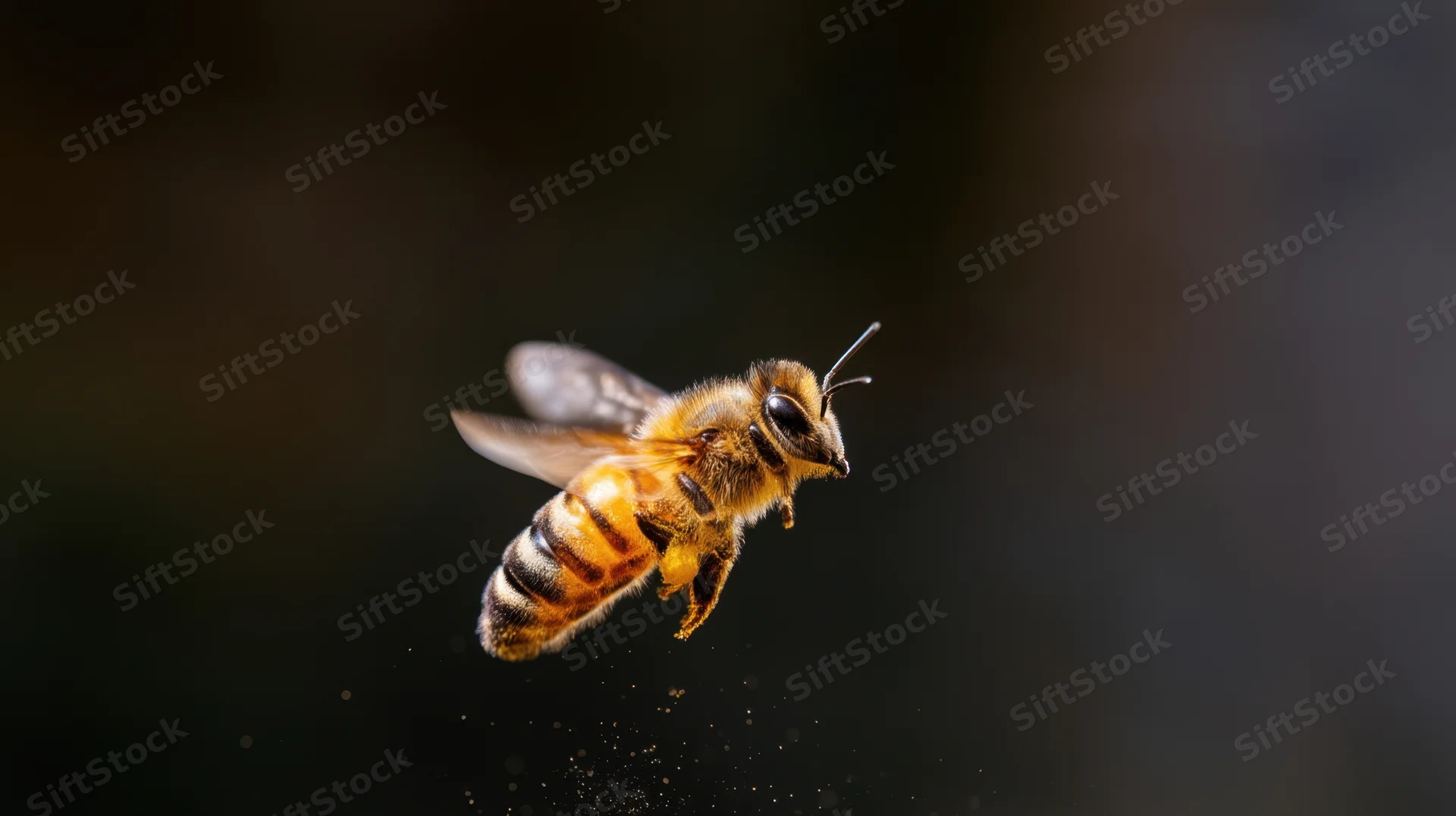 Honeybee in mid-flight against dark background with visible wings and striped body