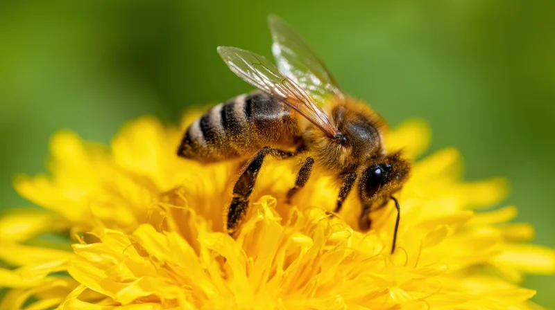 Honeybee perched on a yellow dandelion flower in a garden setting