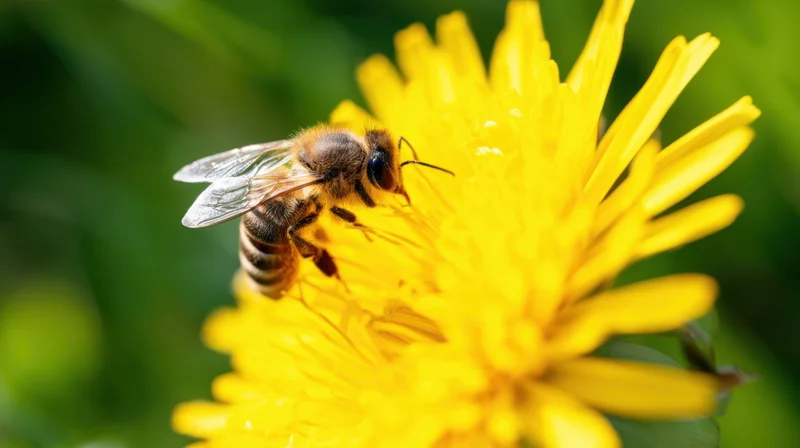 Honeybee perched on a yellow flower in a garden setting
