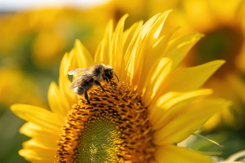 Bee foraging on a sunflower in a sunlit field