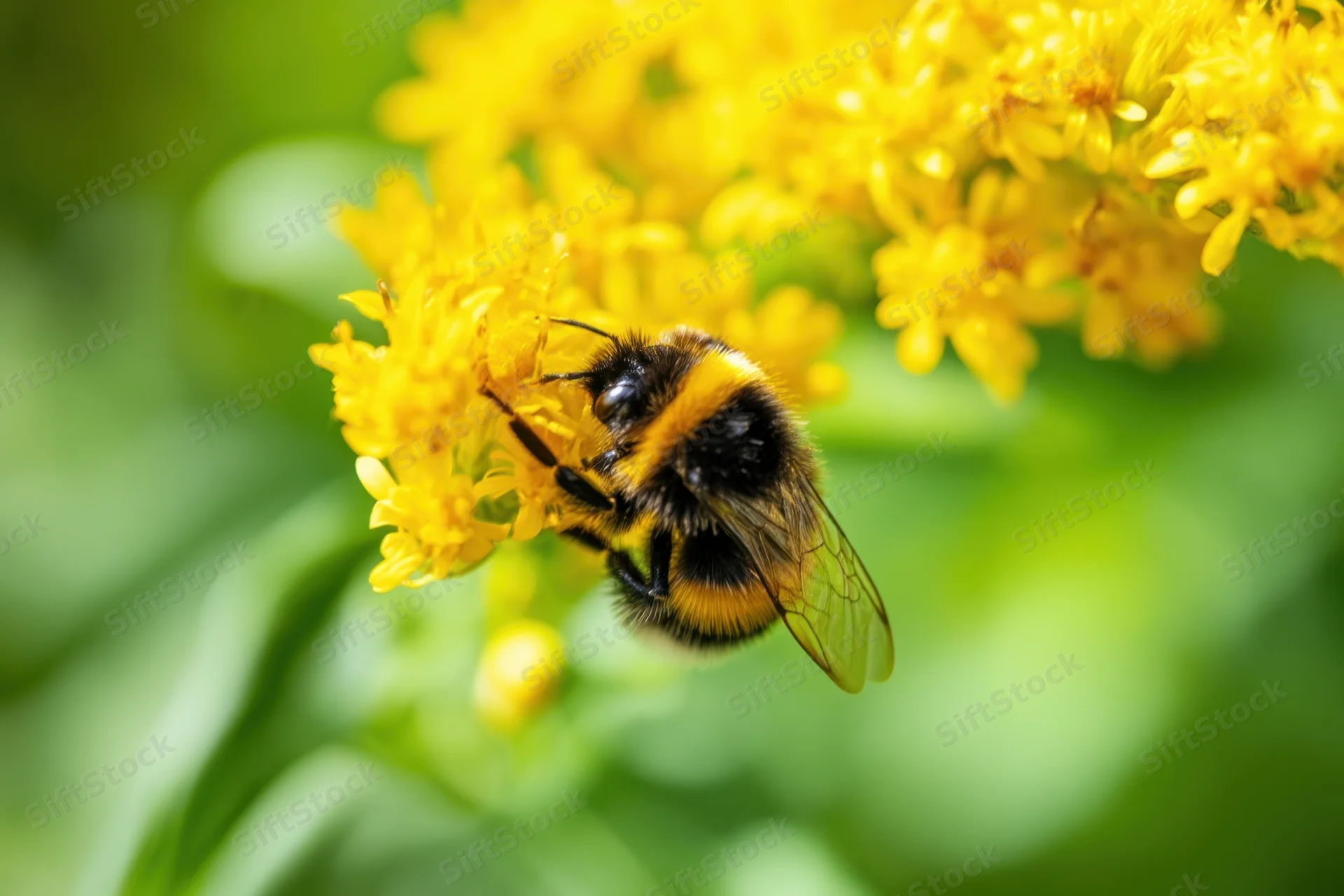 Bumblebee collecting nectar from yellow flower in garden