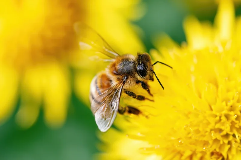 Honeybee collecting nectar from a yellow flower in a garden