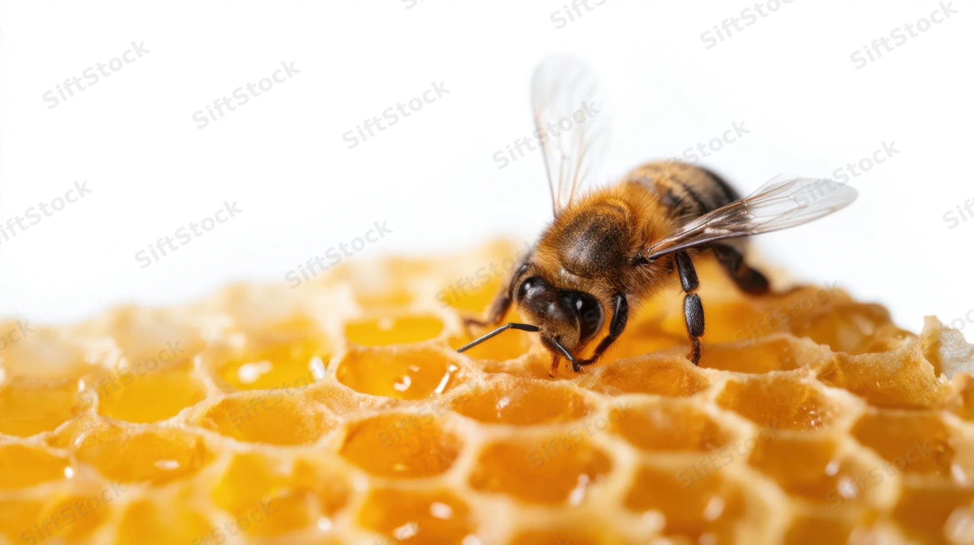 Bee feeding on honeycomb with translucent wings and golden cells, isolated on white