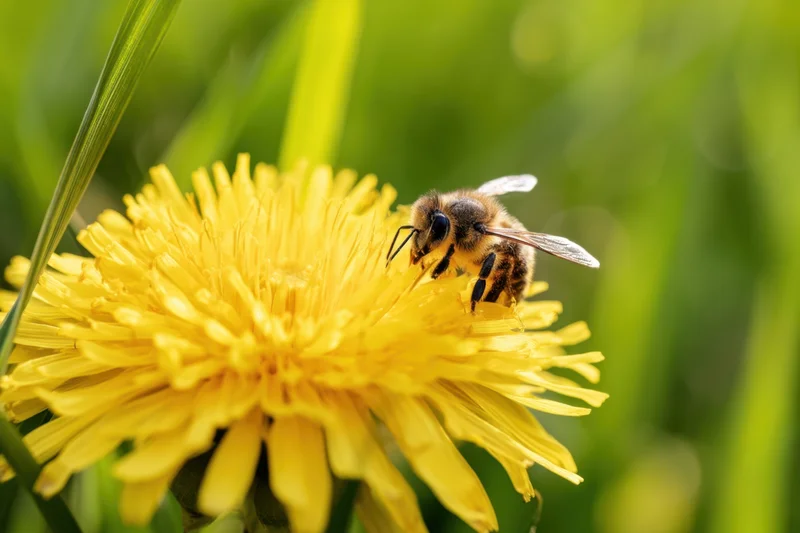 Bee collecting pollen on a yellow dandelion flower in a green meadow