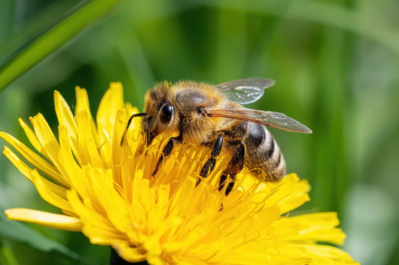 Honeybee foraging on a yellow dandelion flower in a green garden setting