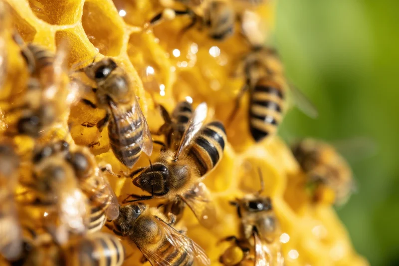 Honeybees crawling on a honeycomb structure in a beehive