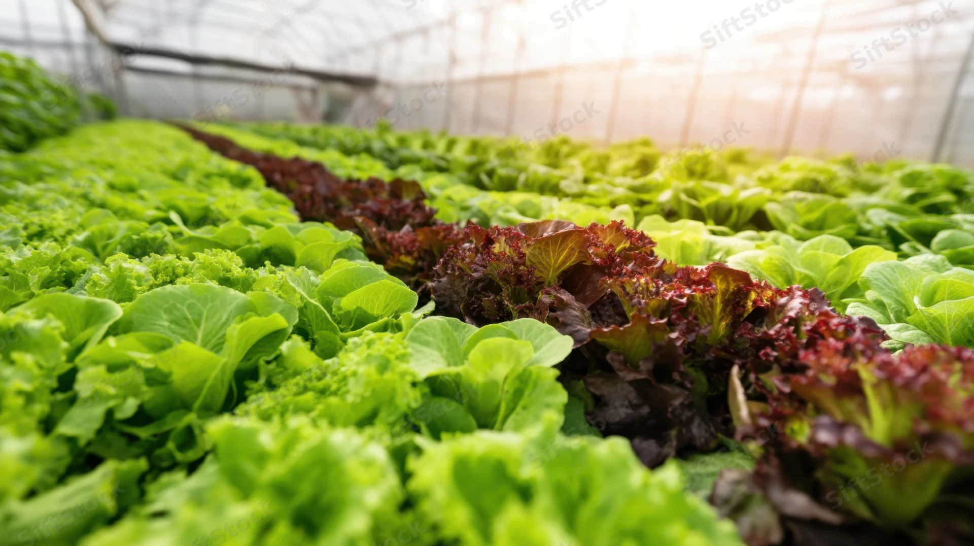 Rows of green and red lettuce growing in a greenhouse under diffused sunlight