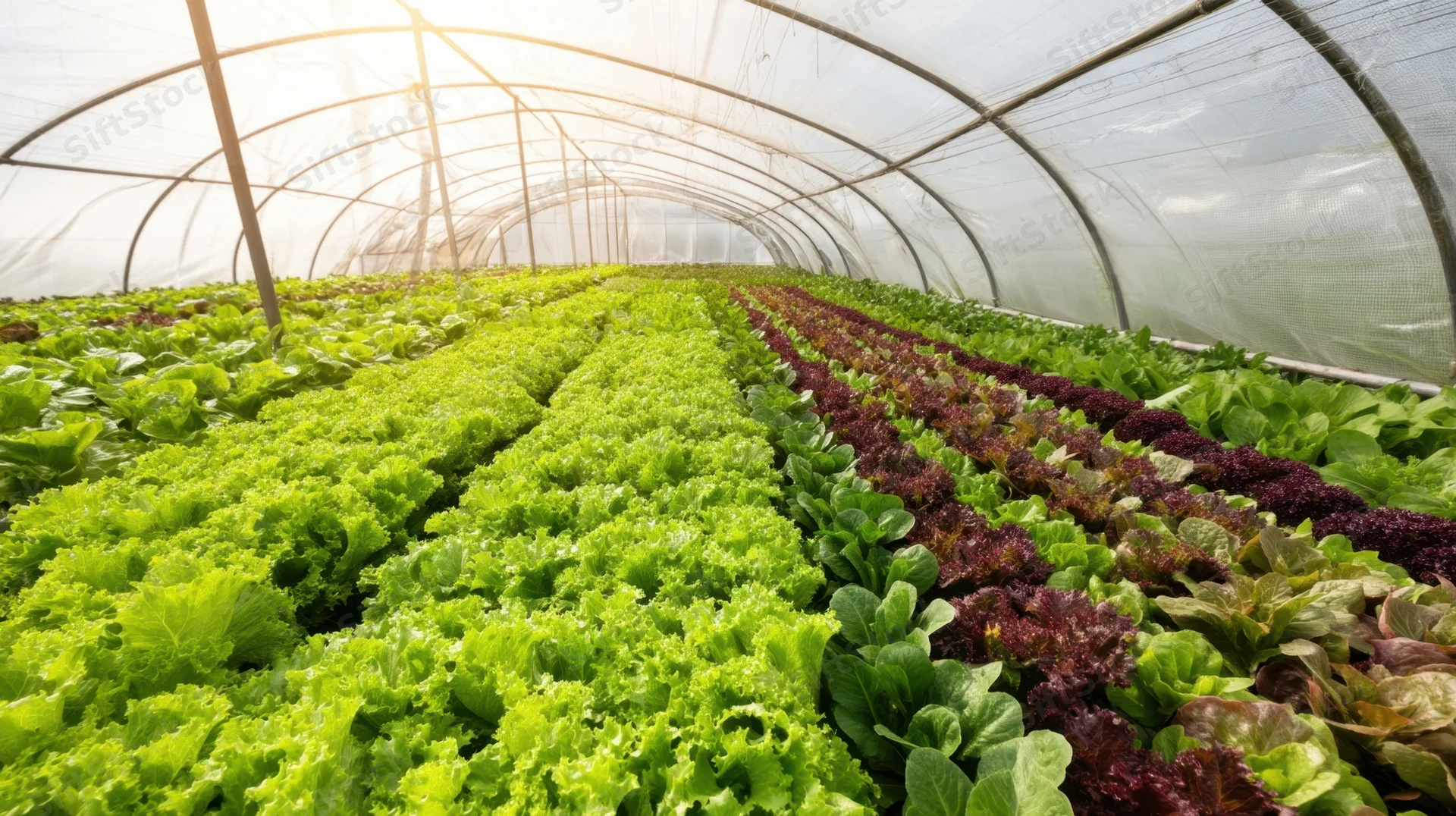 Rows of green and red lettuce growing in a transparent greenhouse structure under sunlight