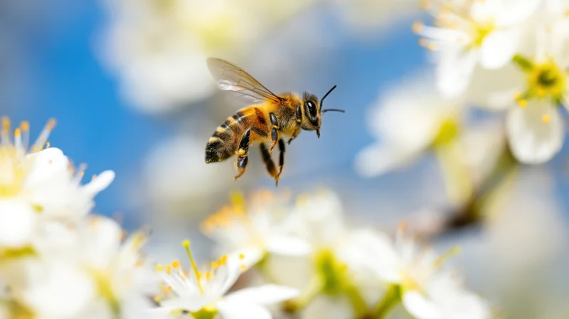 Honeybee in flight among white blossoms against a blue sky